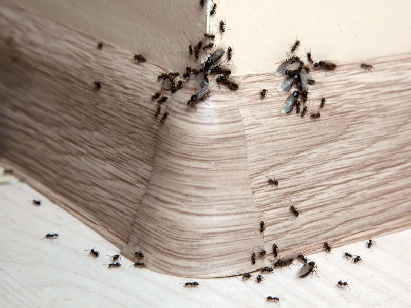 Ants in Your Lake Butler Home