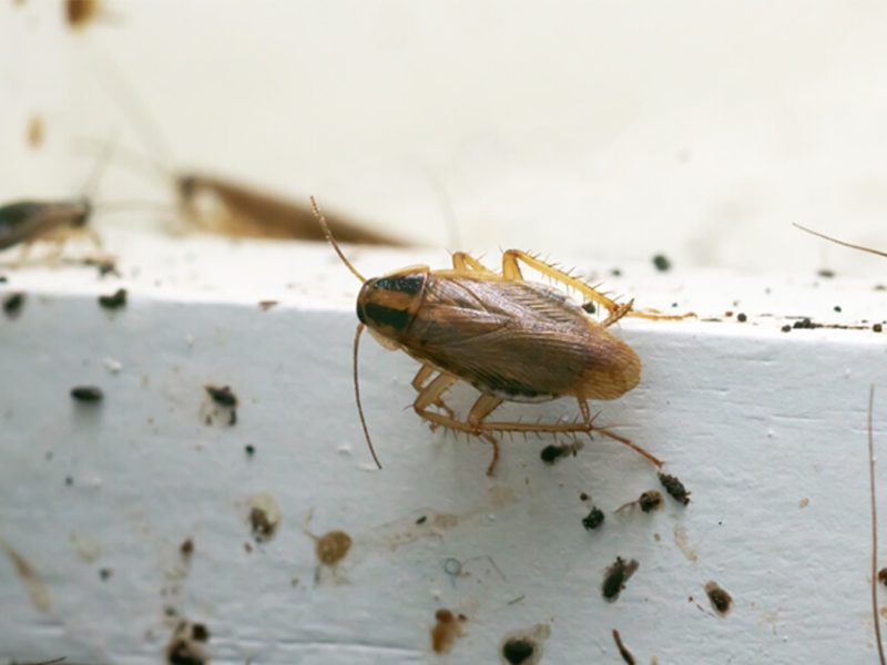How to Prevent Cockroaches